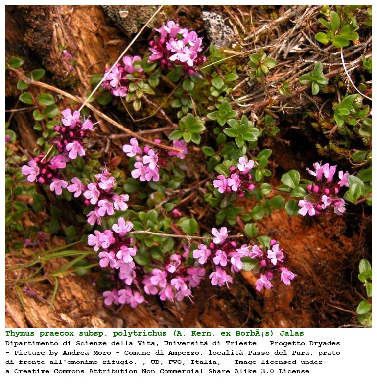 Thymus praecox subsp. polytrichus (A. Kern. ex BorbÃ¡s) Jalas